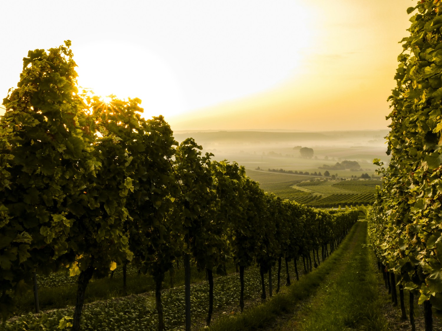 Weinberg im Abendlicht, Muster-Motiv